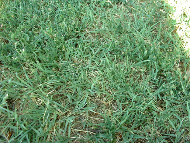 bermudagrass infestation