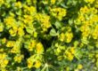 close up of leafy spurge flowers