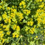 close up of leafy spurge flowers