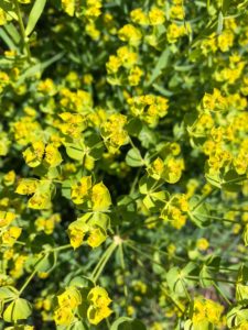 close up of leafy spurge flowers