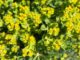 close up of leafy spurge flowers
