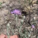 flowering spotted knapweed plant