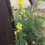 Yellow Toadflax plant