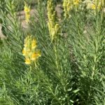 Yellow toadflax plant